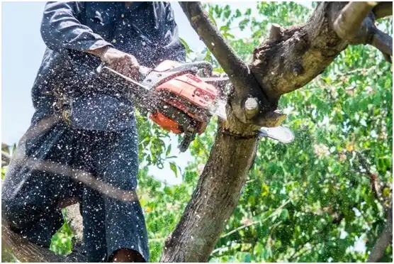 tree services Kingwood